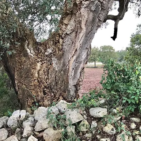 בית נופש Trullo Del Vento אוסטוני
